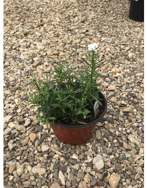 Candytuft, Iberis sempervirens 'Snowflake' 1G