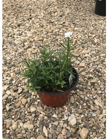 Candytuft, Iberis sempervirens 'Snowflake' 1G