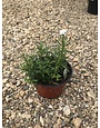 Iberis, Candytuft, Snowflake 1G