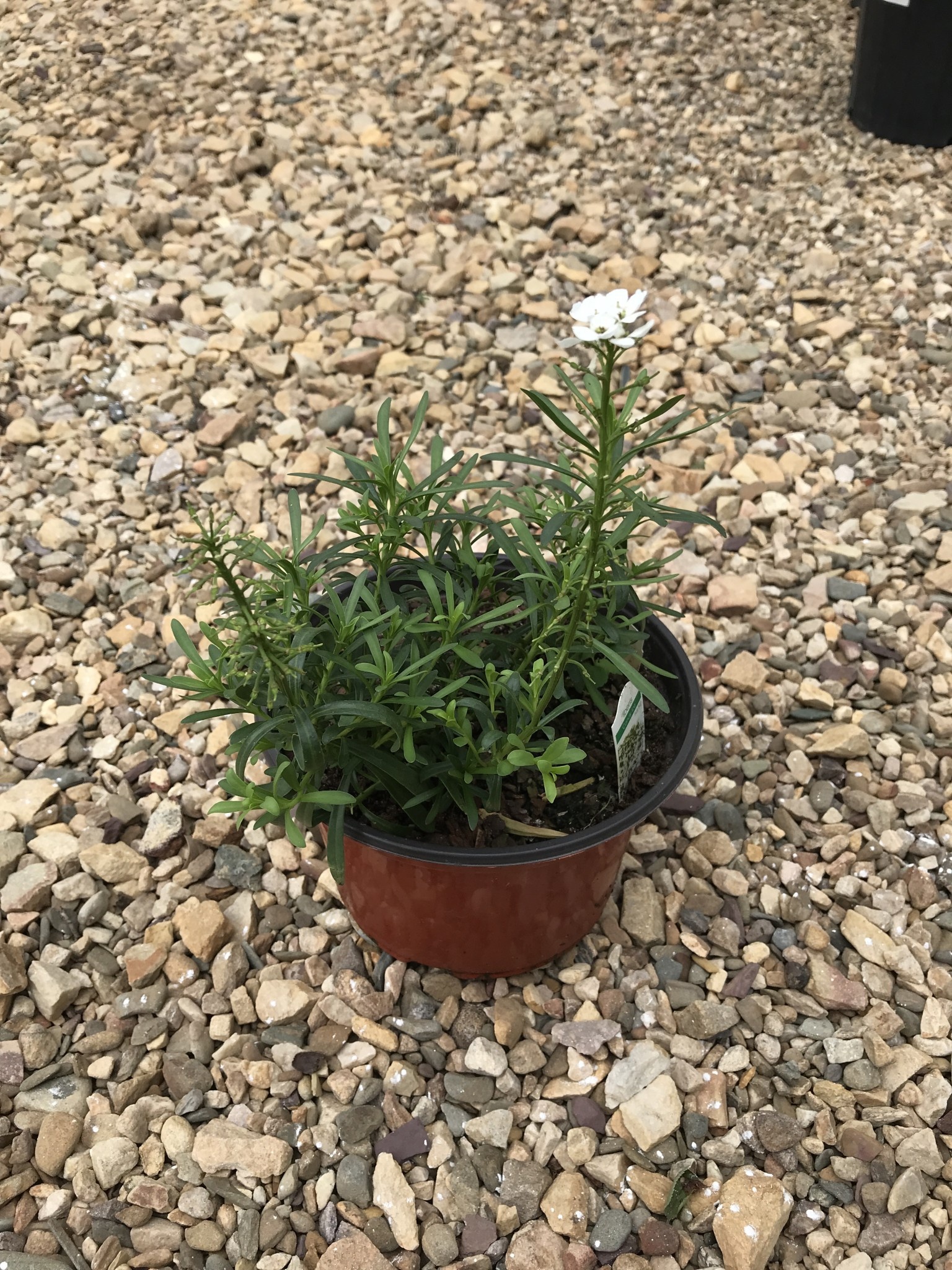 Candytuft, Iberis sempervirens 'Snowflake' 1G