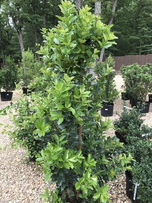 Holly, Ilex x 'Magland' Oakland™ 7G