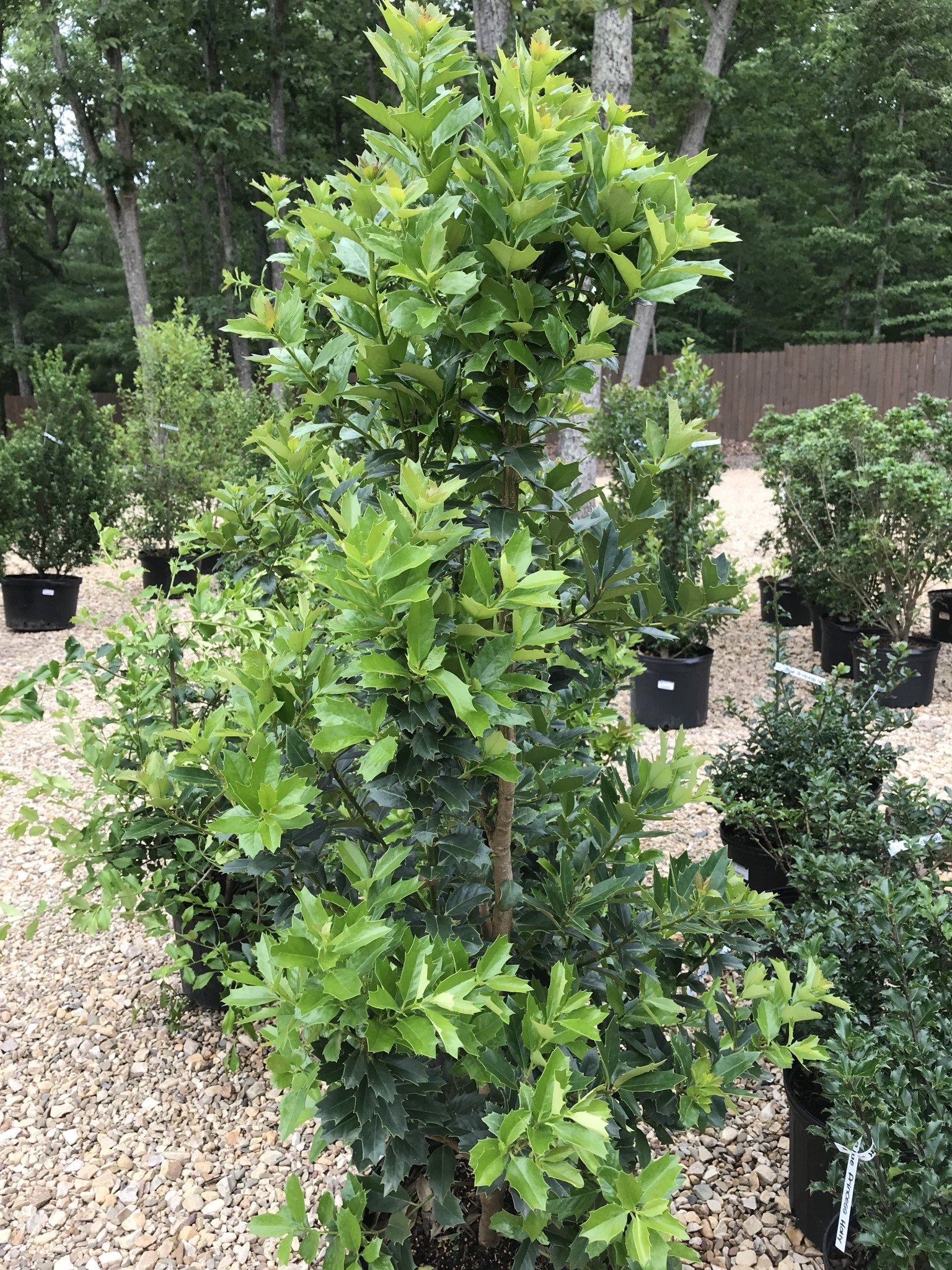Holly, Ilex x 'Magland' Oakland™ 7G