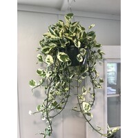 Pothos, Epipremnum aureum 'N'Joy' 8"HB