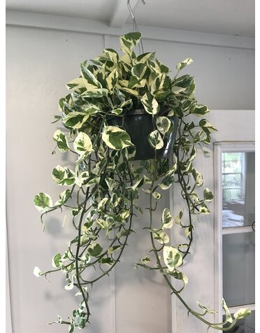 Pothos, Epipremnum aureum 'N'Joy' 8"HB