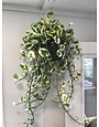 Pothos, Epipremnum aureum 'N'Joy' 8"HB