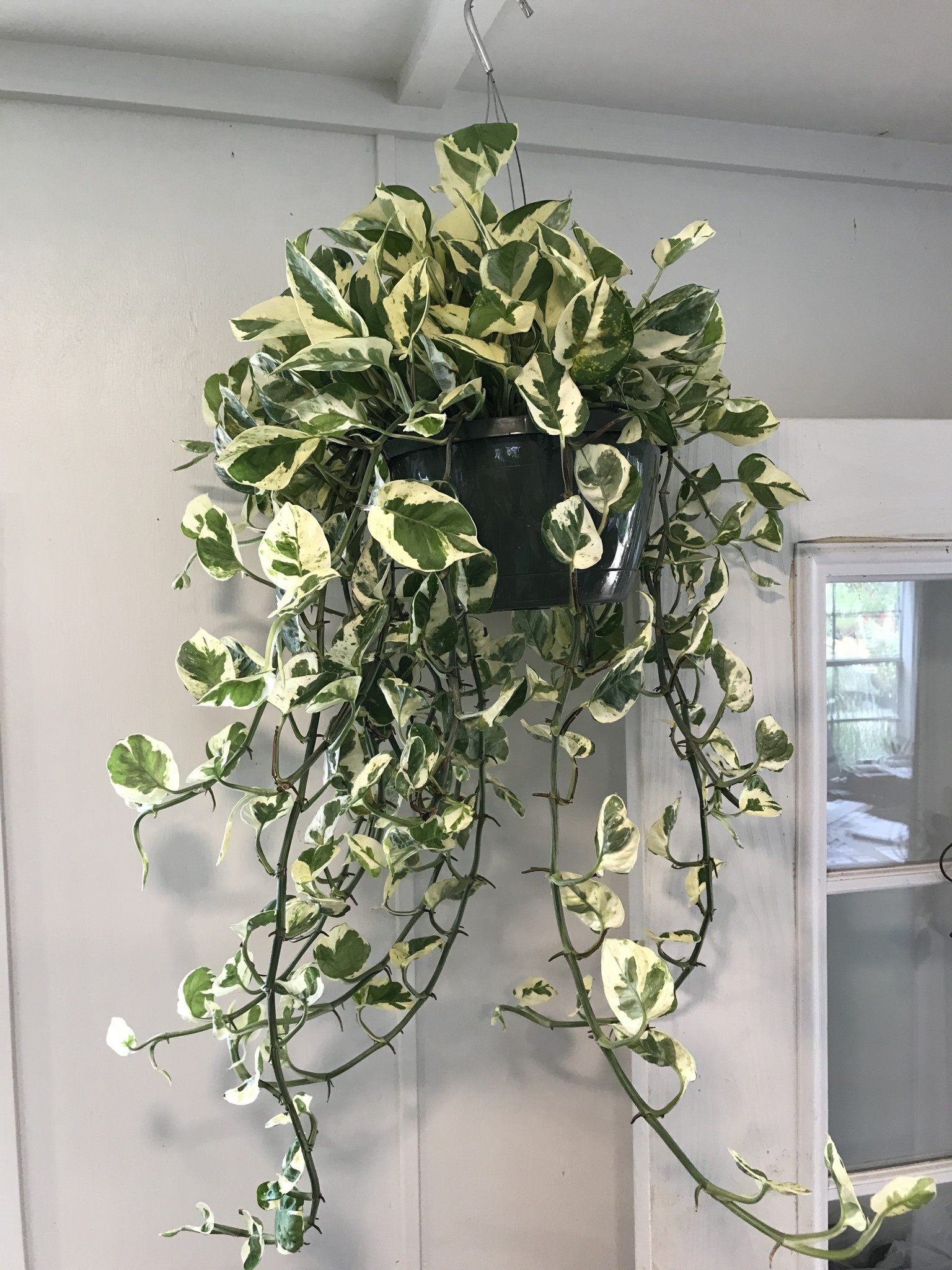 Pothos, Epipremnum aureum 'N'Joy' 8"HB