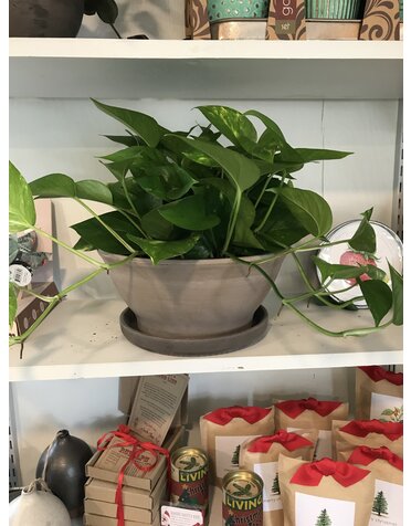 Pothos, Epipremnum aureum 'Golden' 6"