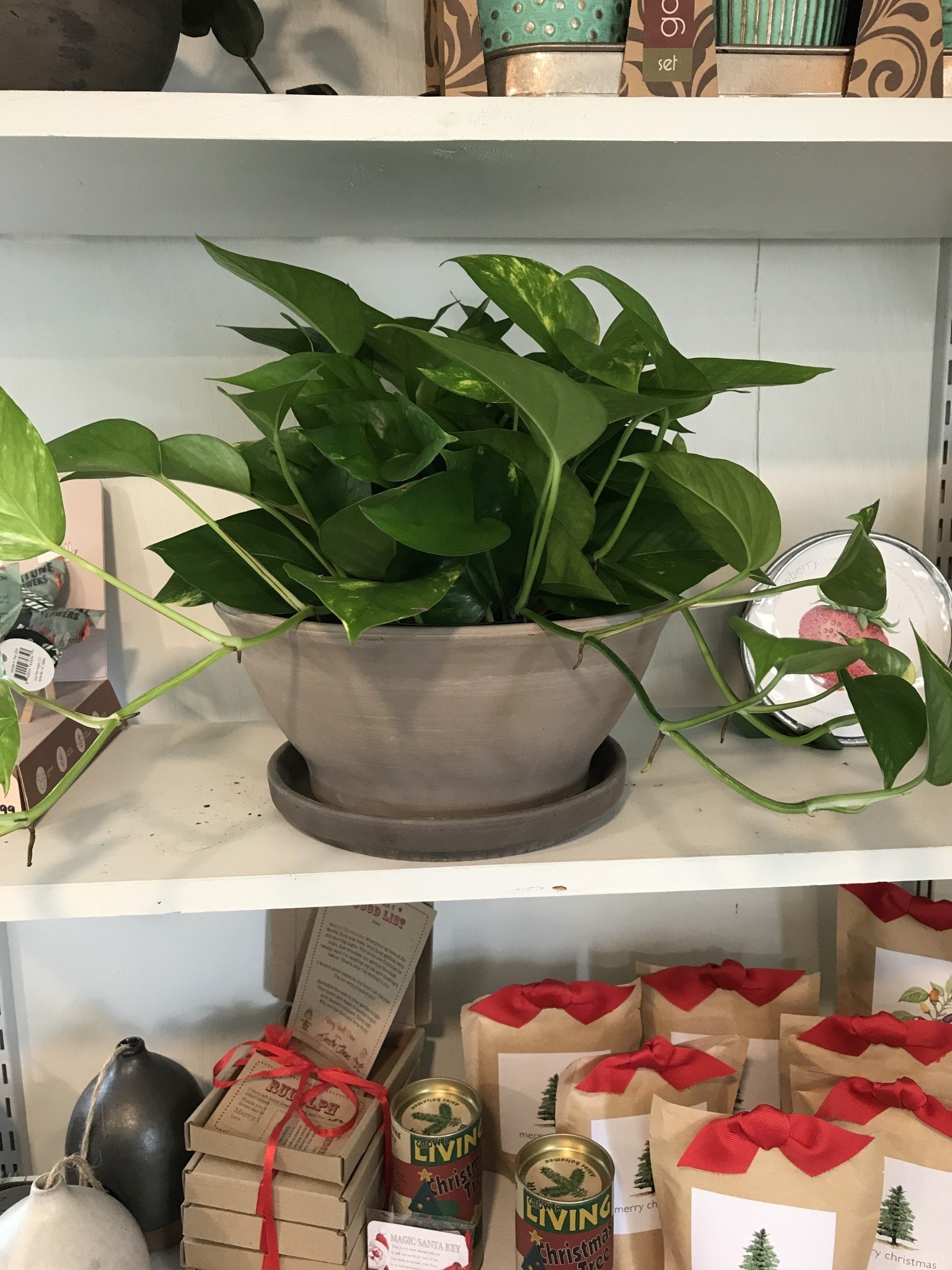 Pothos, Epipremnum aureum 'Golden' 6"