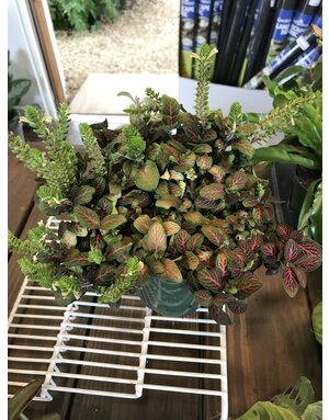 Nerve Plant, Fittonia albivenis 'Red' 4"