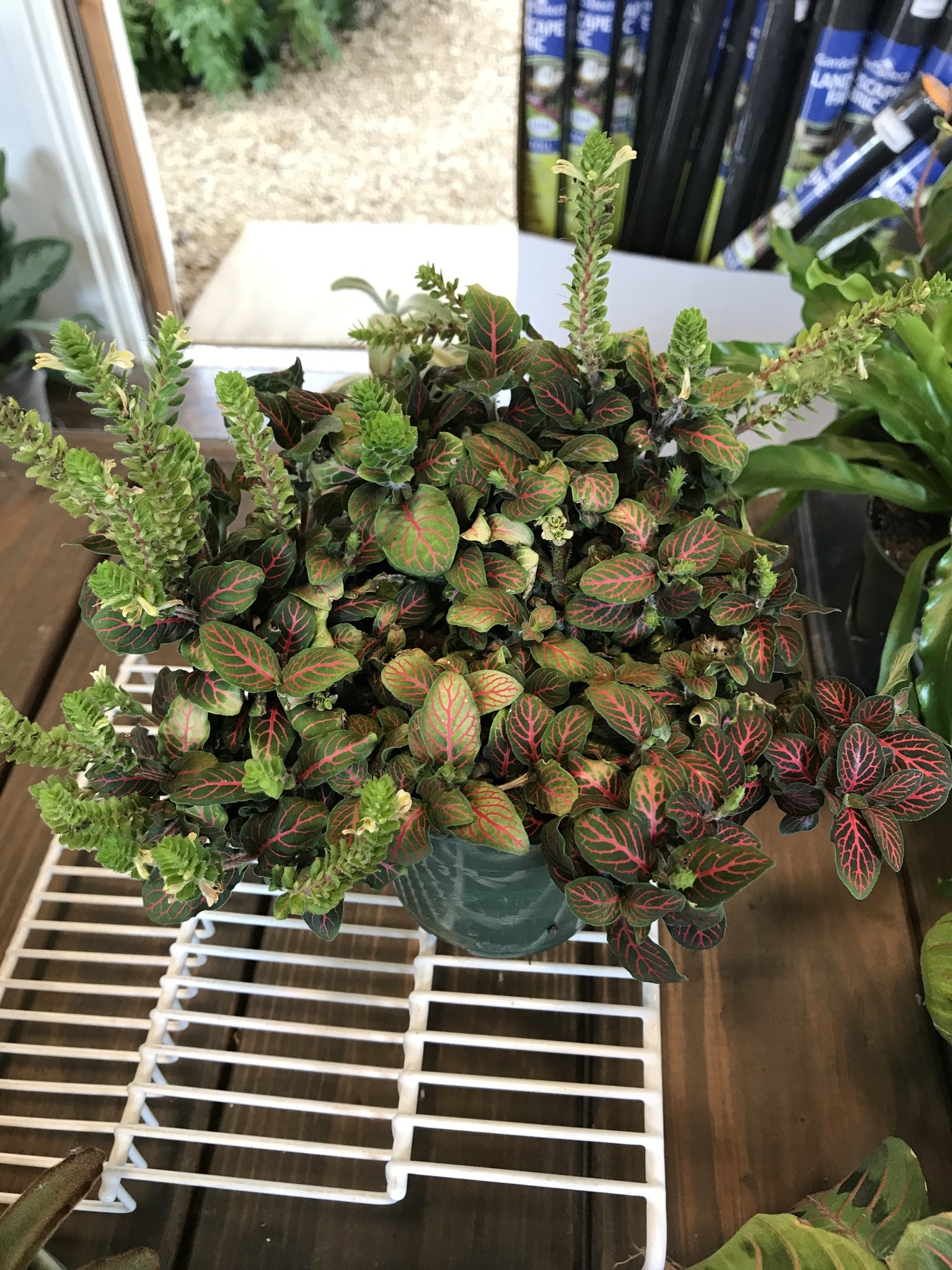 Fittonia 'Red Nerve Plant' 4"