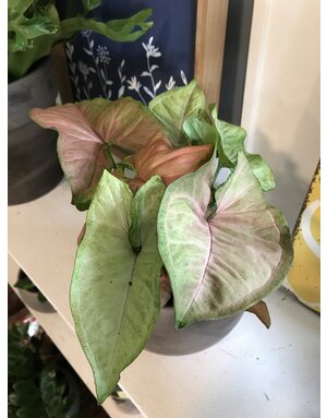 Nephytis Assorted 4"