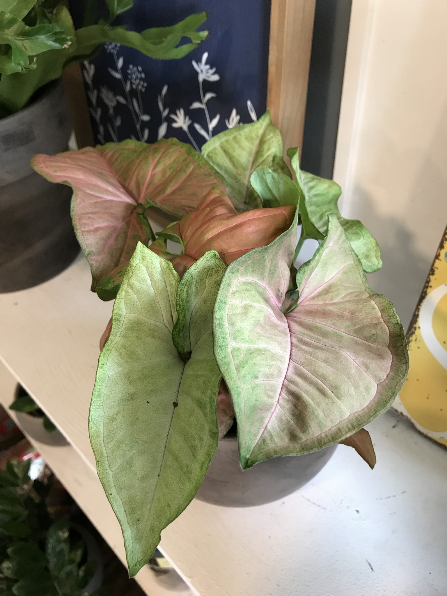 Nephthytis, Syngonium podophyllum, Assorted 4"