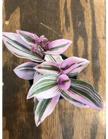 Tradescantia-Bubble Gum 4"