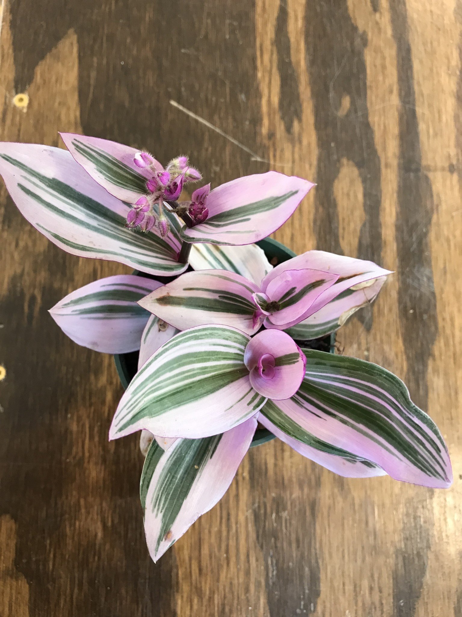 Wandering Jew, Tradescantia 'Nanouk' Bubble Gum 4"