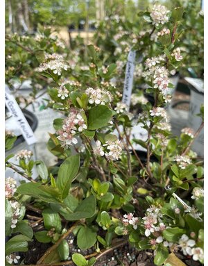 Chokeberry, Aronia melanocarpa 'Low Scape MoundÂ®' 5G