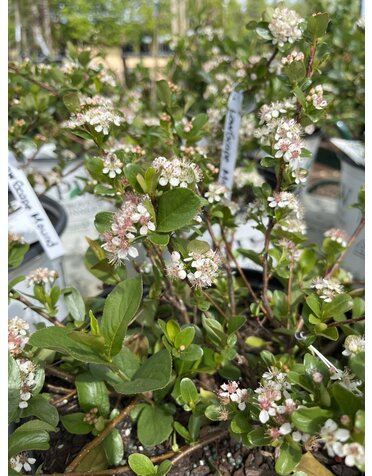 Chokeberry, Aronia melanocarpa 'Low Scape Mound®' 5G