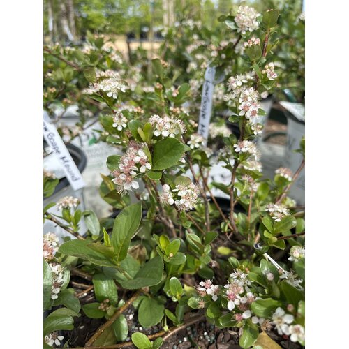 Chokeberry, Aronia melanocarpa 'Low Scape MoundÂ®' 5G
