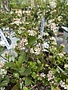 Chokeberry, Aronia melanocarpa 'Low Scape Mound®' 5G