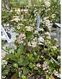 Chokeberry, Aronia melanocarpa 'Low Scape Mound®' 5G