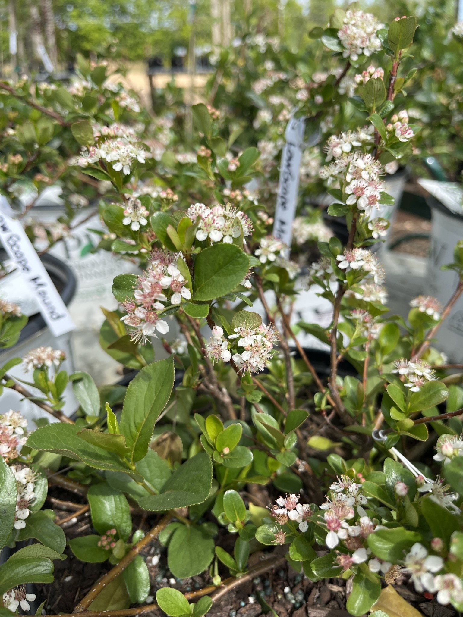Chokeberry, Aronia melanocarpa 'Low Scape Mound®' 5G