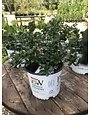 Chokeberry, Aronia melanocarpa 'Low Scape Mound®' 5G