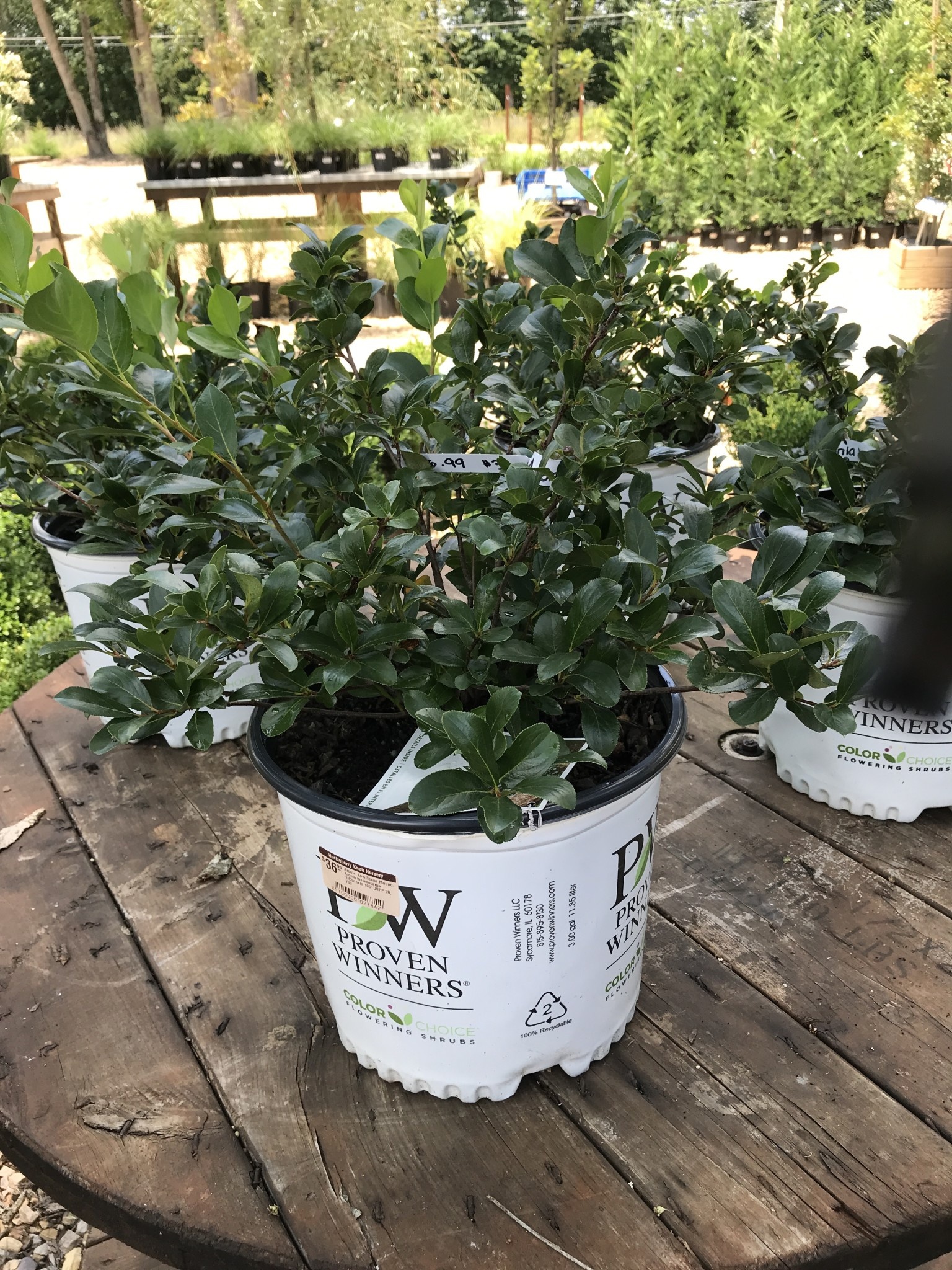 Low Scape Mound ChokeBerry, Aronia 5G