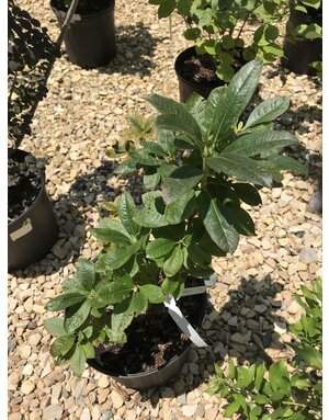 Azalea, Rhododendron 'Klondyke' (Deciduous)(Golden Yellow) 3G NATIVE