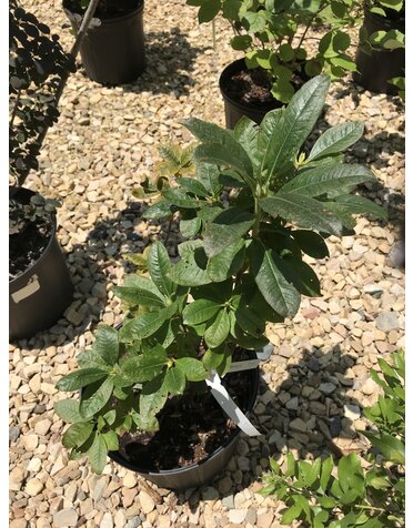 Azalea, Rhododendron 'Klondyke' (Deciduous)(Golden Yellow) 3G NATIVE