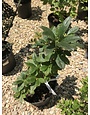 Azalea Deciduous 'Klondyke' 3G NATIVE DECIDUOUS GOLDEN YELLOW