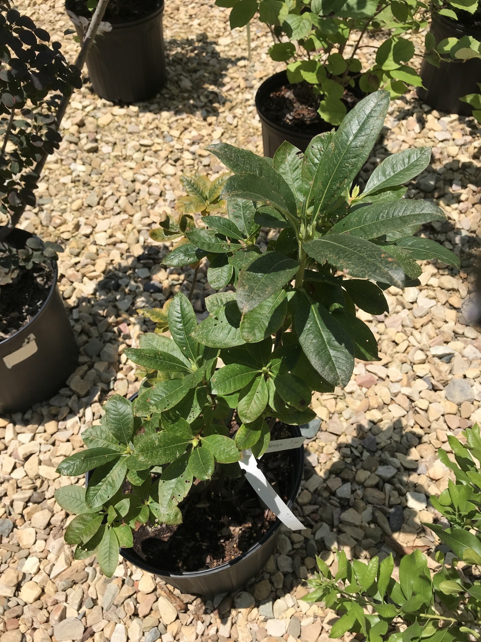 Azalea, Rhododendron 'Klondyke' (Deciduous)(Golden Yellow) 3G NATIVE