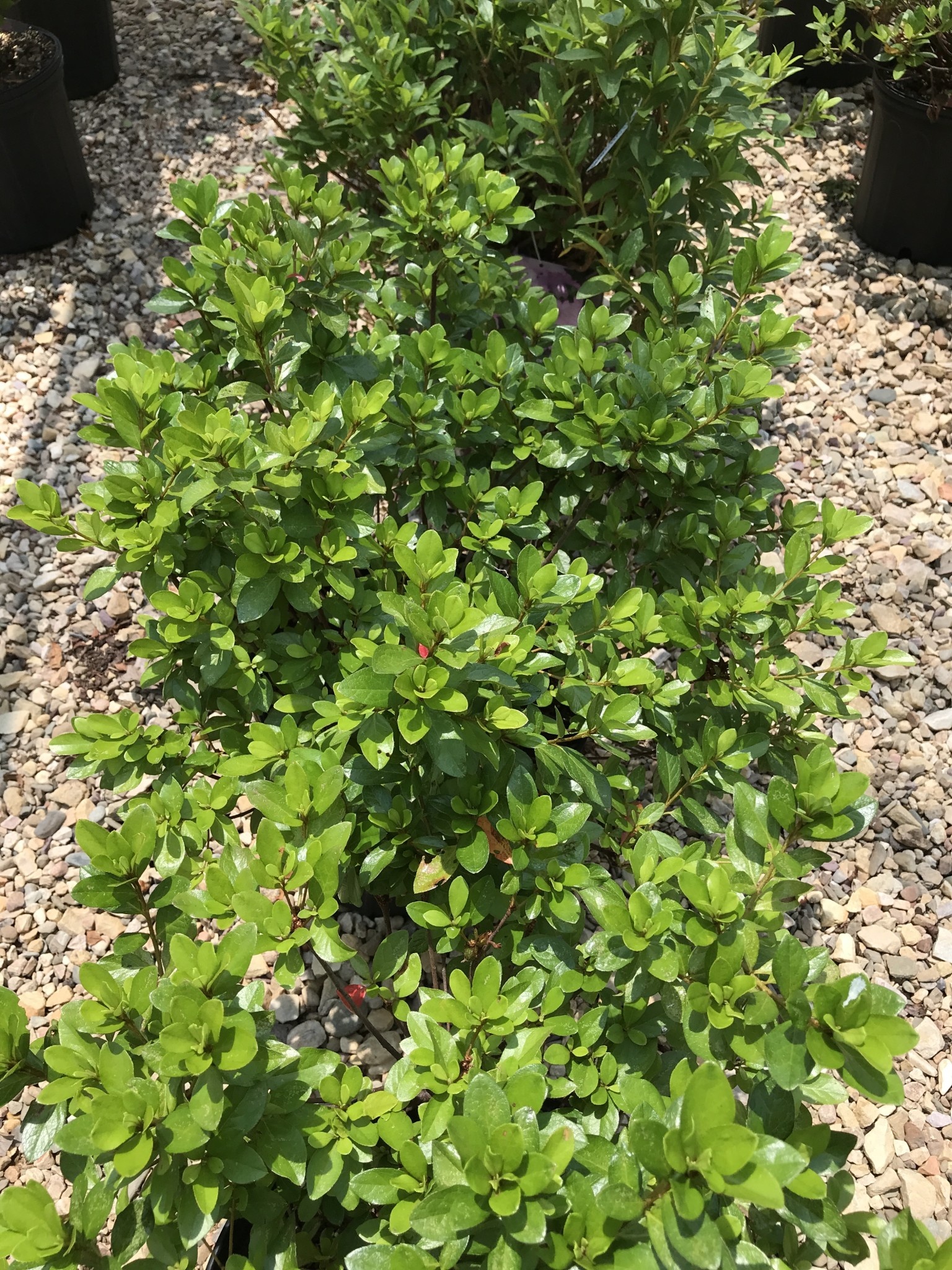 Azalea Girard Hybrid 'Crimson' 3G