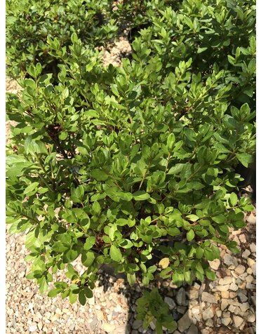 Azalea Glenn Dale Hybrid 'Delaware Valley White' 3G EVERGREEN WHITE