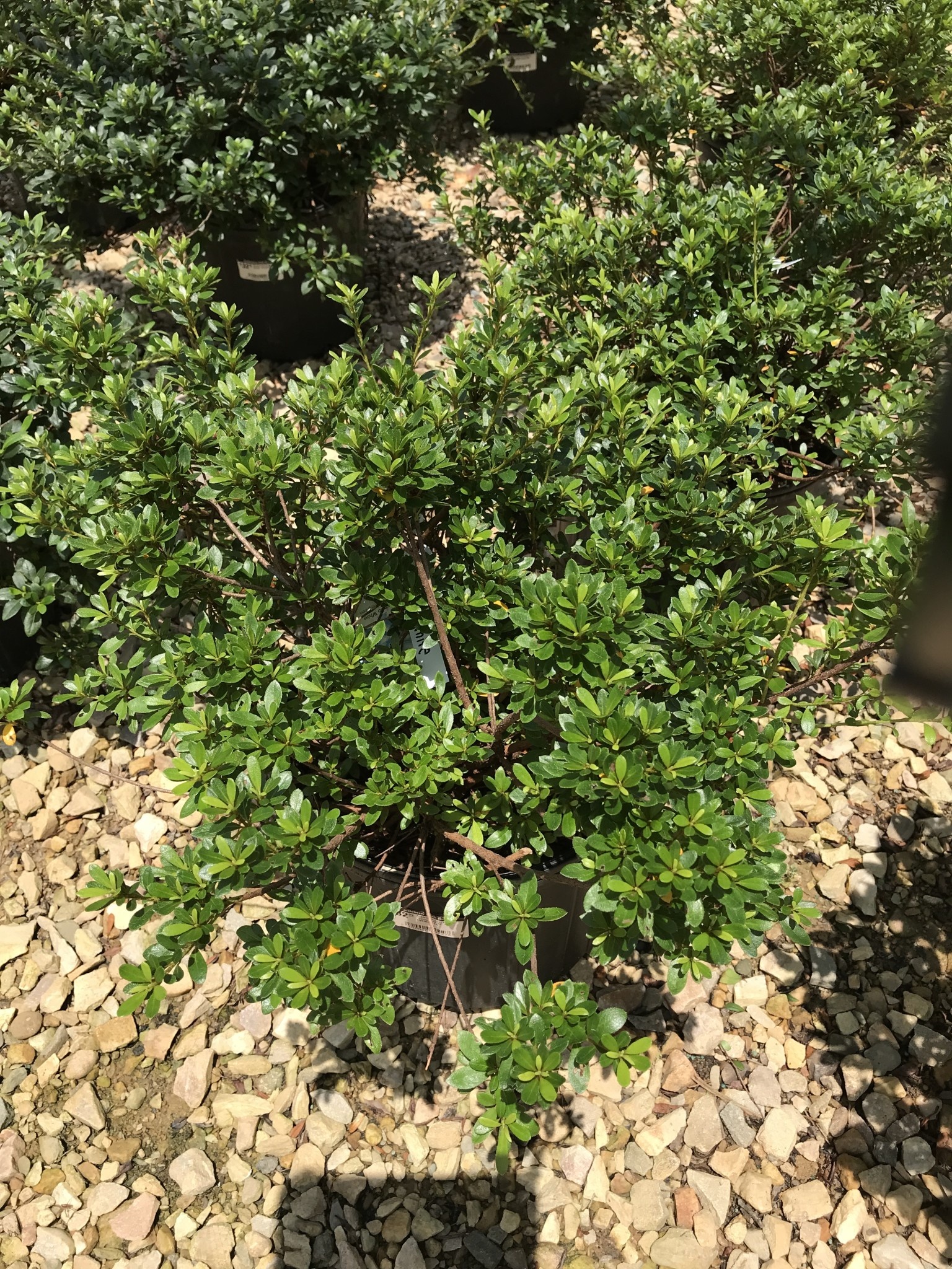 Azalea Satsuki Hybrid 'Gumpo White' 3G EVERGREEN