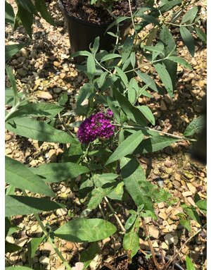 Butterfly Bush, Buddleia davidii 'Royal Red' 3G