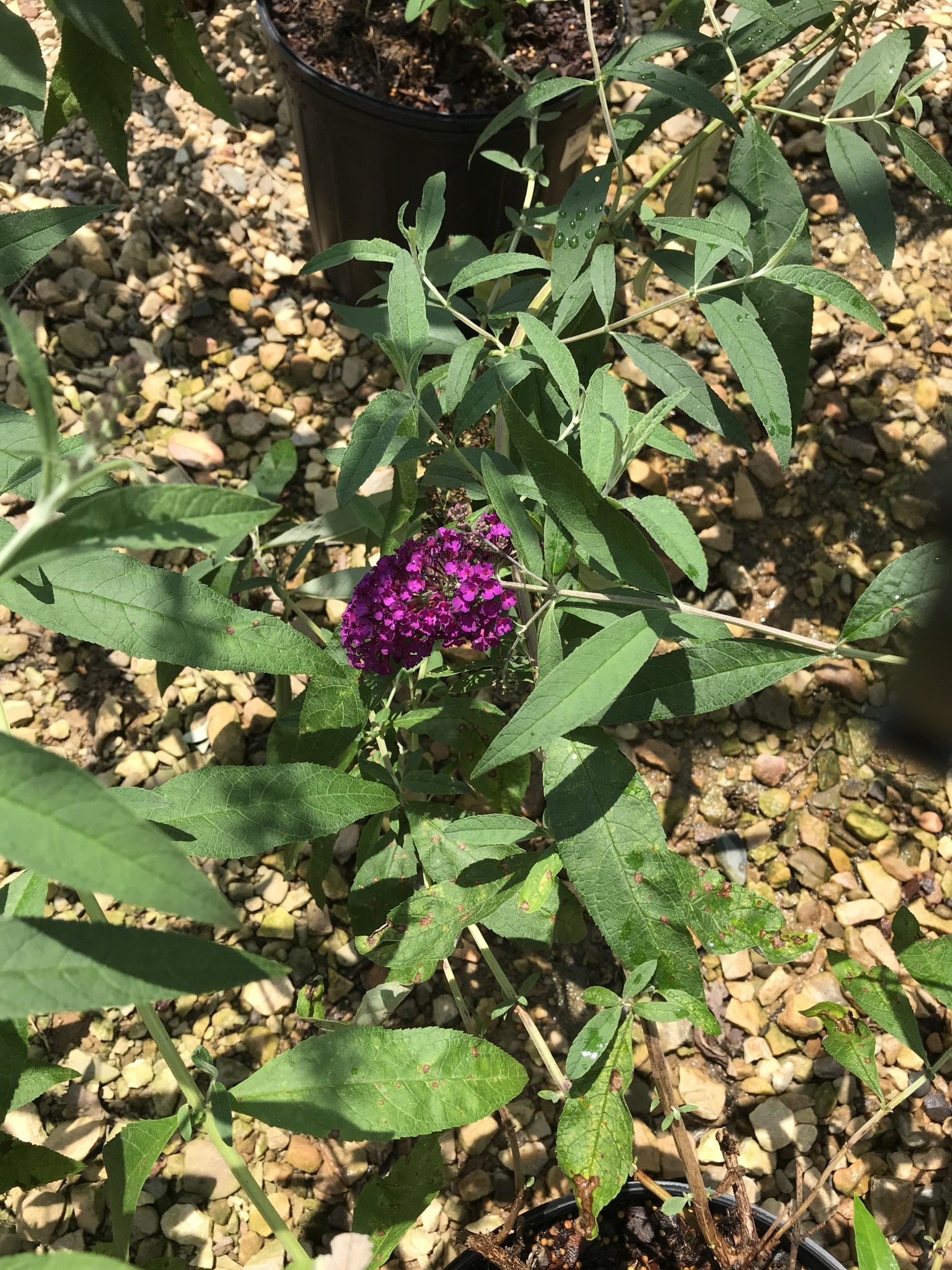 Butterfly Bush, Buddleia davidii 'Royal Red' 3G