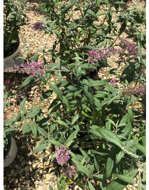 Pink Delight Butterfly Bush