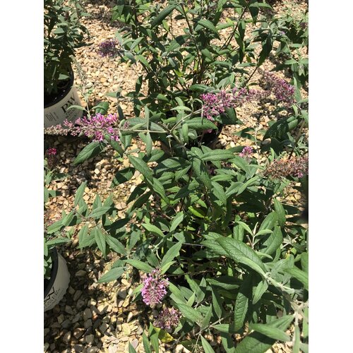 Pink Delight Butterfly Bush