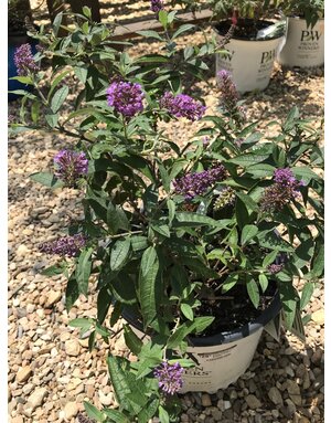 Pugster Pugster Periwinkle Dwarf Butterfly Bush 3G