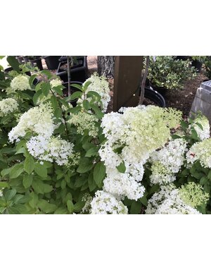 Proven Winner Hydrangea, Hydrangea paniculata 'ILVOBO' BOBO® 3G
