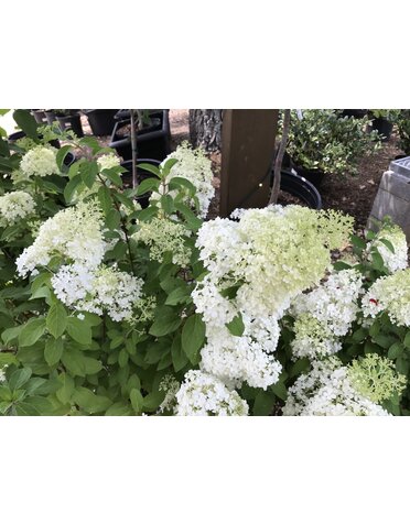 Proven Winner Hydrangea paniculata BOBO® PP22782 PW® CC® 3G