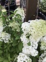 Proven Winner Hydrangea, Hydrangea paniculata 'ILVOBO' BOBO® 3G