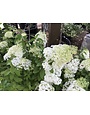 Proven Winner Hydrangea, Hydrangea paniculata 'ILVOBO' BOBO® 3G