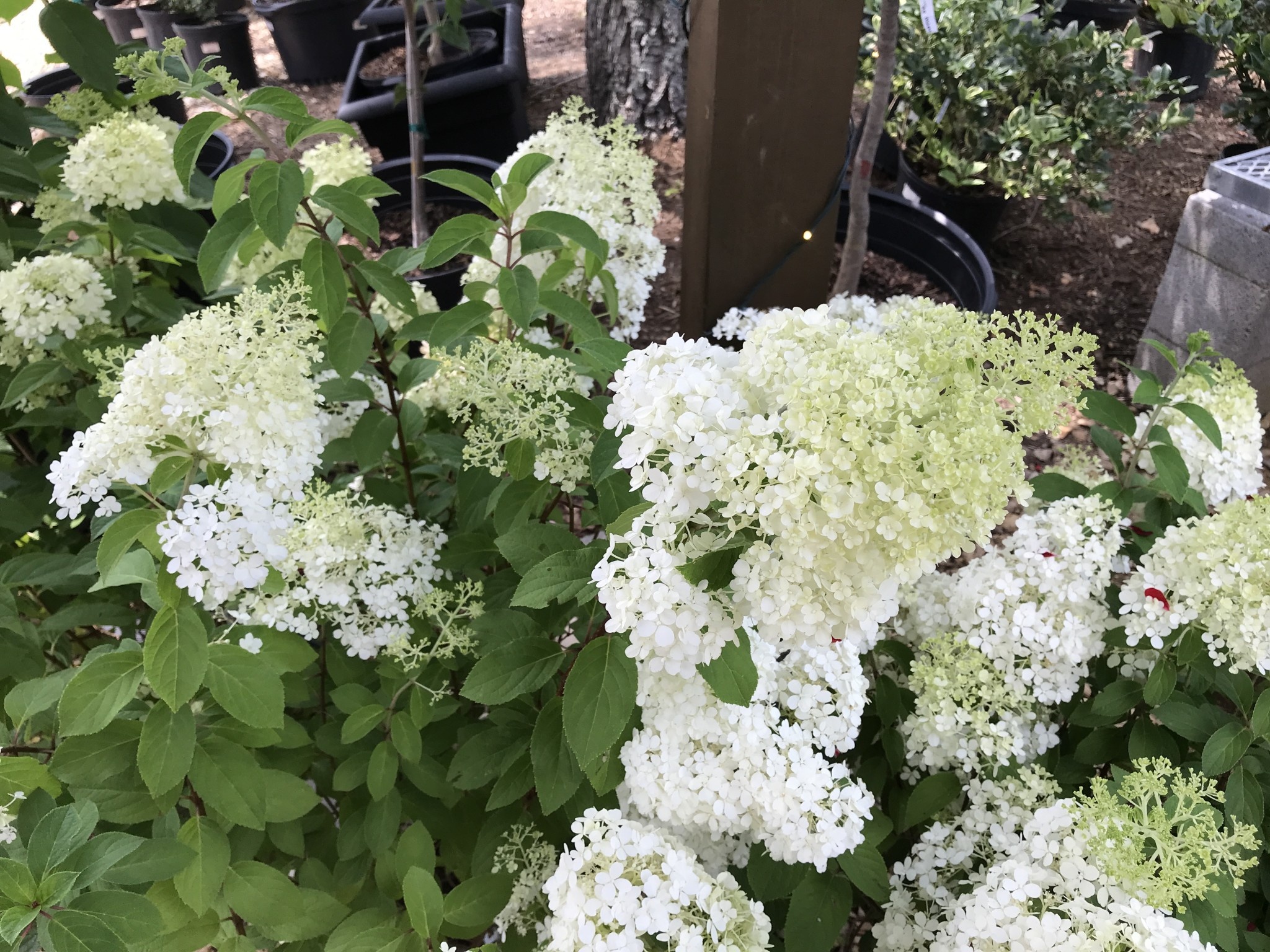 Proven Winner Hydrangea, Hydrangea paniculata 'ILVOBO' BOBO® 3G