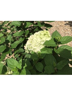 Hydrangea, Hydrangea paniculata 'SMNHPH' Little Lime Punch® 3G