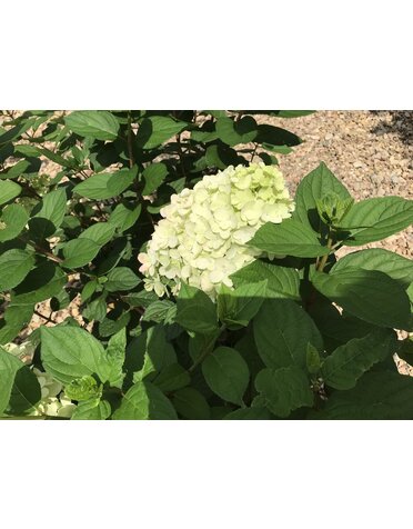 Hydrangea, Hydrangea paniculata 'SMNHPH' Little Lime Punch® 3G