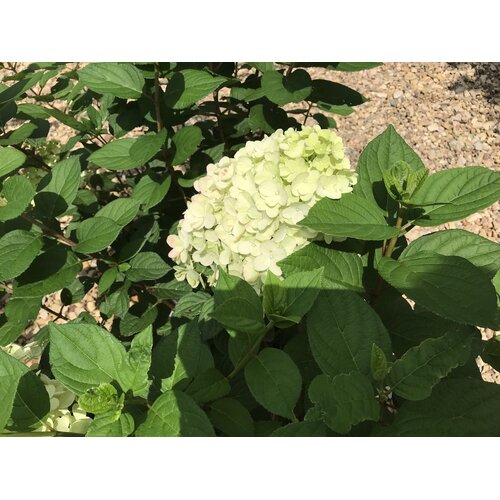 Hydrangea, Hydrangea paniculata 'SMNHPH' Little Lime PunchÂ® 3G