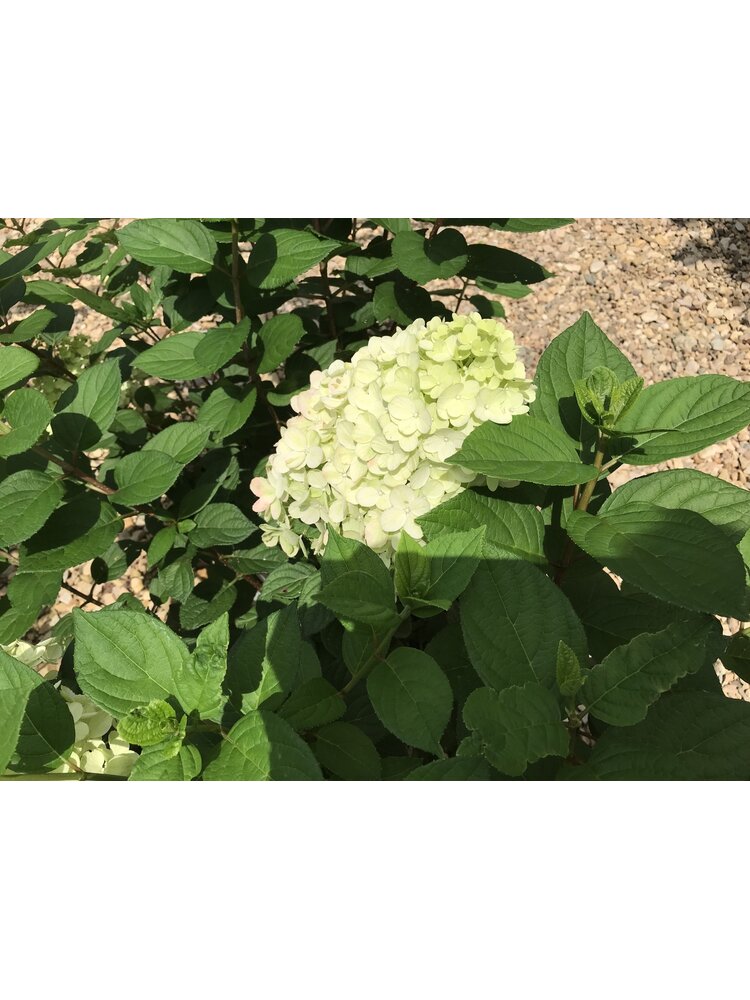 Hydrangea, Hydrangea paniculata 'SMNHPH' Little Lime Punch® 3G
