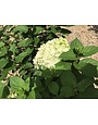 Hydrangea, Hydrangea paniculata 'SMNHPH' Little Lime Punch® 3G
