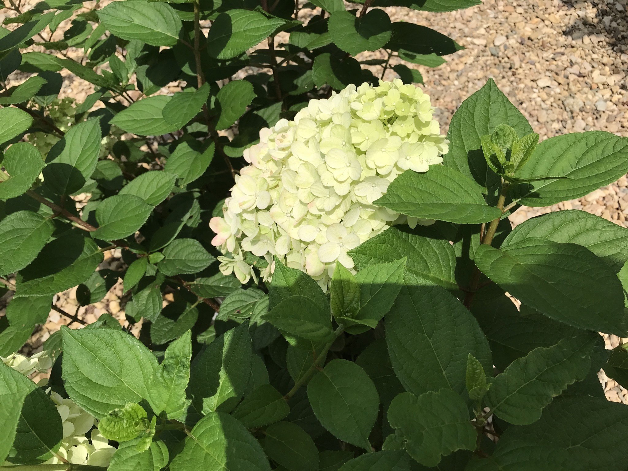 Hydrangea, Hydrangea paniculata 'SMNHPH' Little Lime Punch® 3G