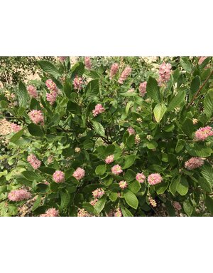 Ruby Spice Summersweet -- Clethra alnifolia 5G -native